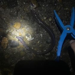 深夜のアナゴ ＆デカガシラ