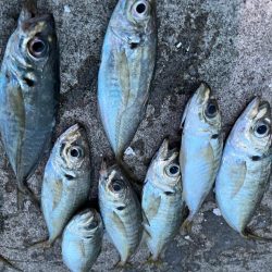 大アジまだ釣れてます