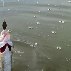 かめプー　エリアトラウト