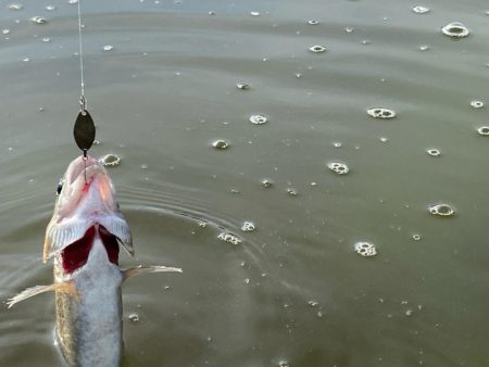 かめプー　エリアトラウト