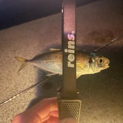 のませ用のアジ確保のため🐟