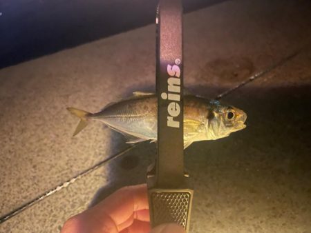 のませ用のアジ確保のため🐟