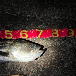 お痩せのようで⁉︎