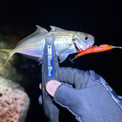 まだまだ釣れる!