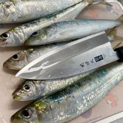 美味しそうなマイワシにゃ！