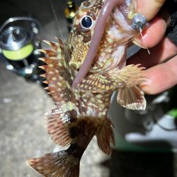 メバリングのはずが。。。