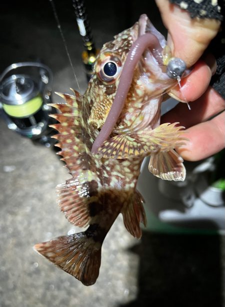 メバリングのはずが。。。