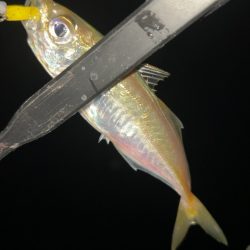 仕事帰りにメバリング♪