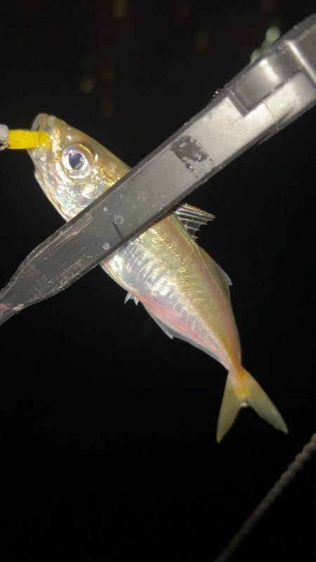 仕事帰りにメバリング♪