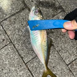 寒波到来?アジング