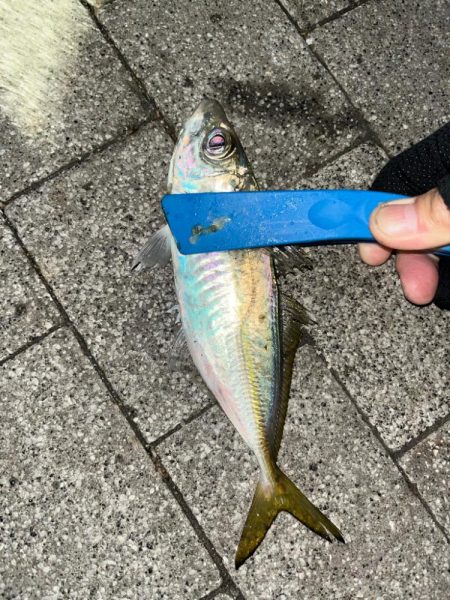 寒波到来?アジング