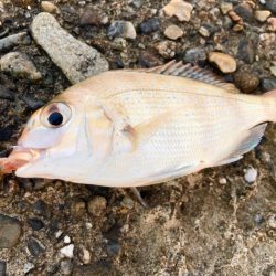 エサヘッド面白すぎにゃ！