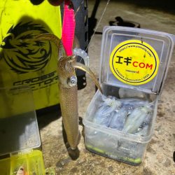 ヒイカ釣り🎣(^.^)