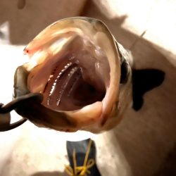 初ランカーシーバス