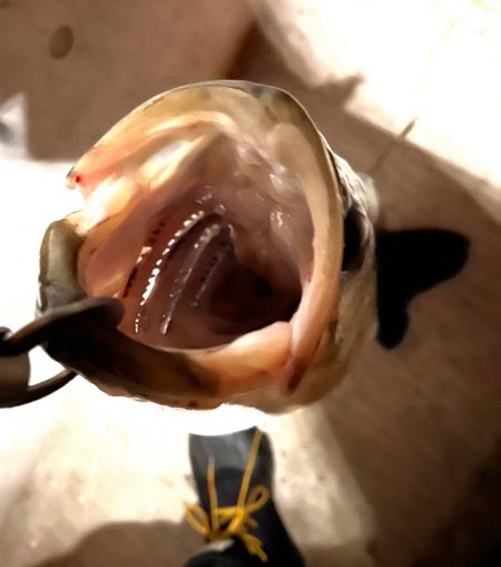 初ランカーシーバス