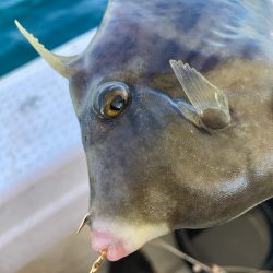 淡路島由良のサンバソウ