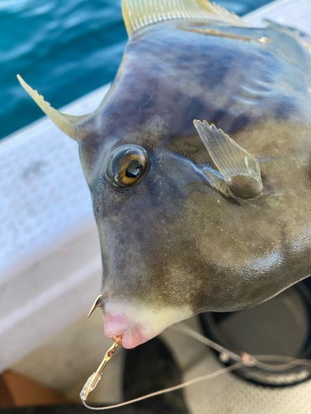淡路島由良のサンバソウ