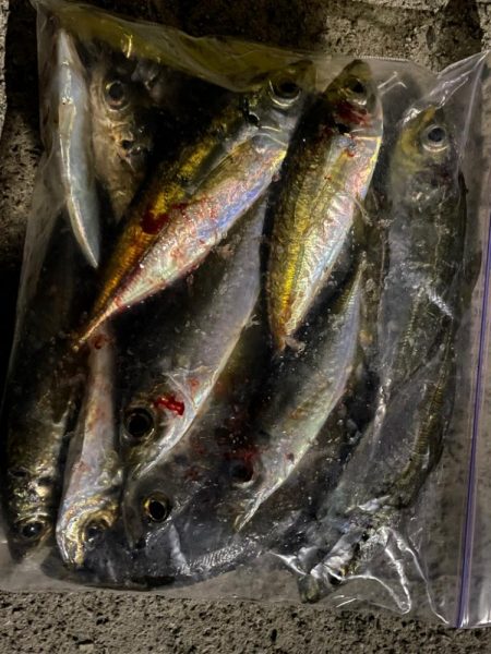 アジング　ツ抜け