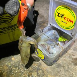 まだヒイカ釣れますよ(^。^)