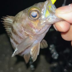 短時間メバリング