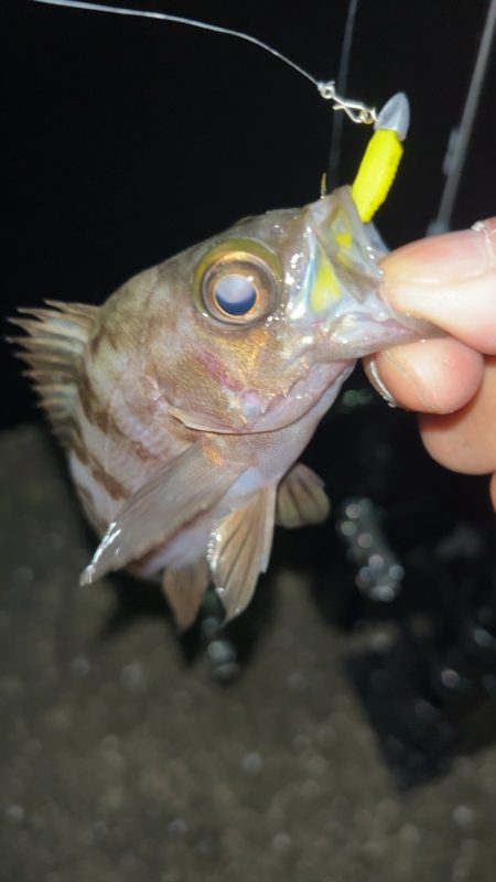 短時間メバリング