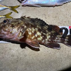 ナイトアジング