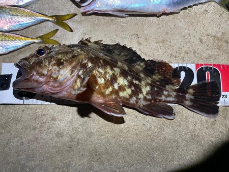 ナイトアジング