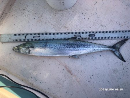 12/10 伊島沖ジギング