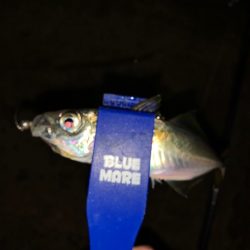 南紀のアオリイカ