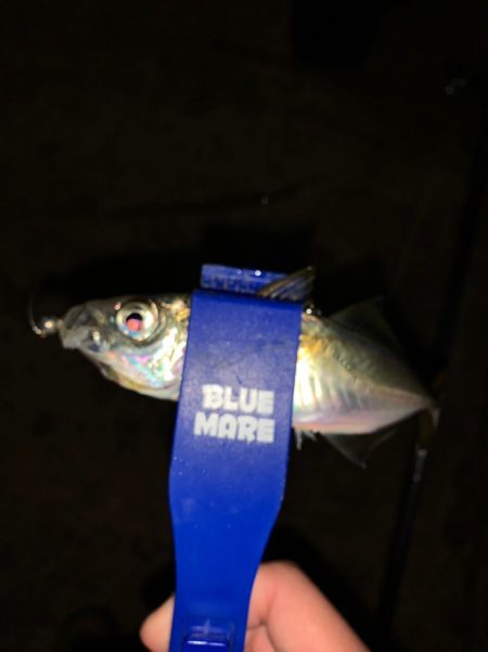 南紀のアオリイカ