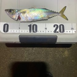 アジングナイトゲーム