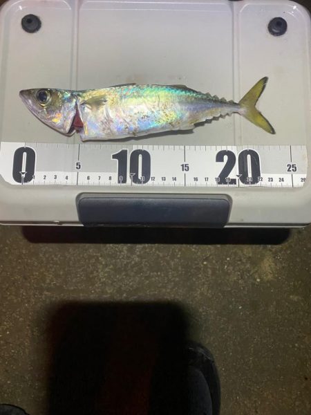 アジングナイトゲーム