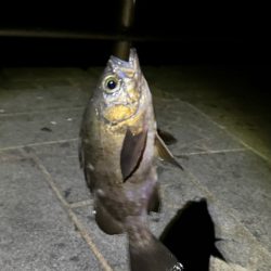 年来ラスト翼 坊主逃れで五目達成