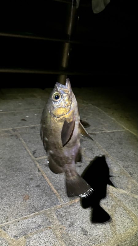 年来ラスト翼　坊主逃れで五目達成