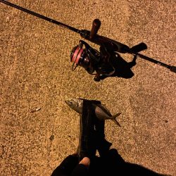 アジング&メバリング