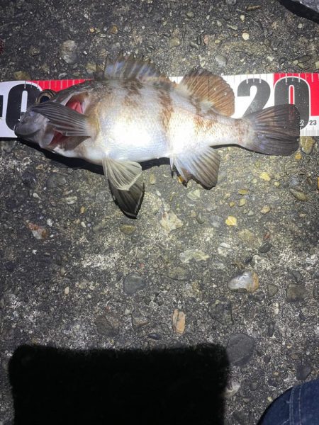 ナイトアジング、メバリング