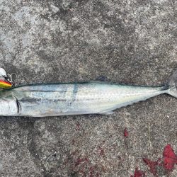 初場所ショアジギ!