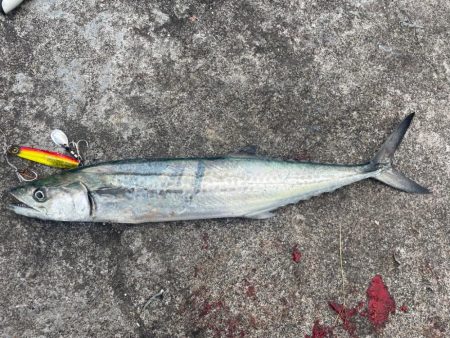 初場所ショアジギ!