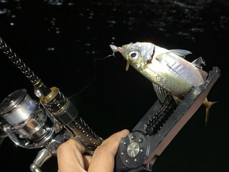 大阪市内でアジング入れ食い