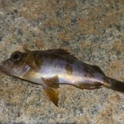 フロートアジングで数釣り