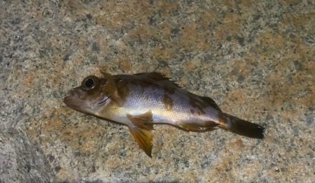 フロートアジングで数釣り