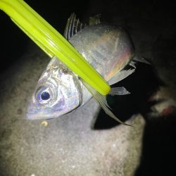 深夜０時からタチウオ釣りに行きました