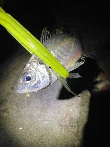 深夜０時からタチウオ釣りに行きました