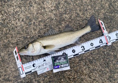 釣り始めは小雨が降り