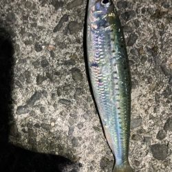 アジ釣り