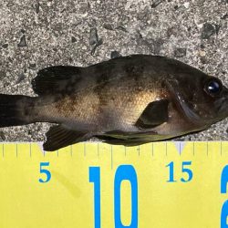 濁りで渋いメバリング