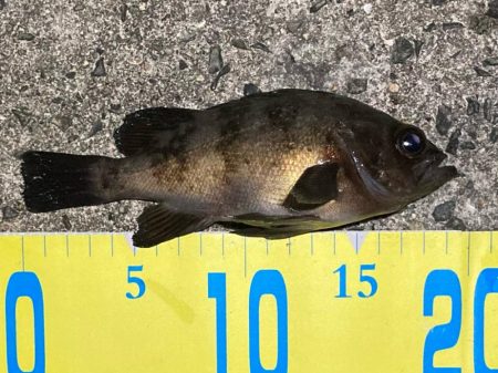 濁りで渋いメバリング