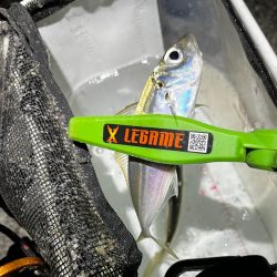 絶好釣アジング