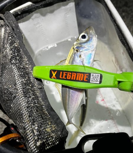 絶好釣アジング