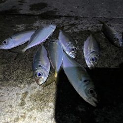 大アジよく釣れます